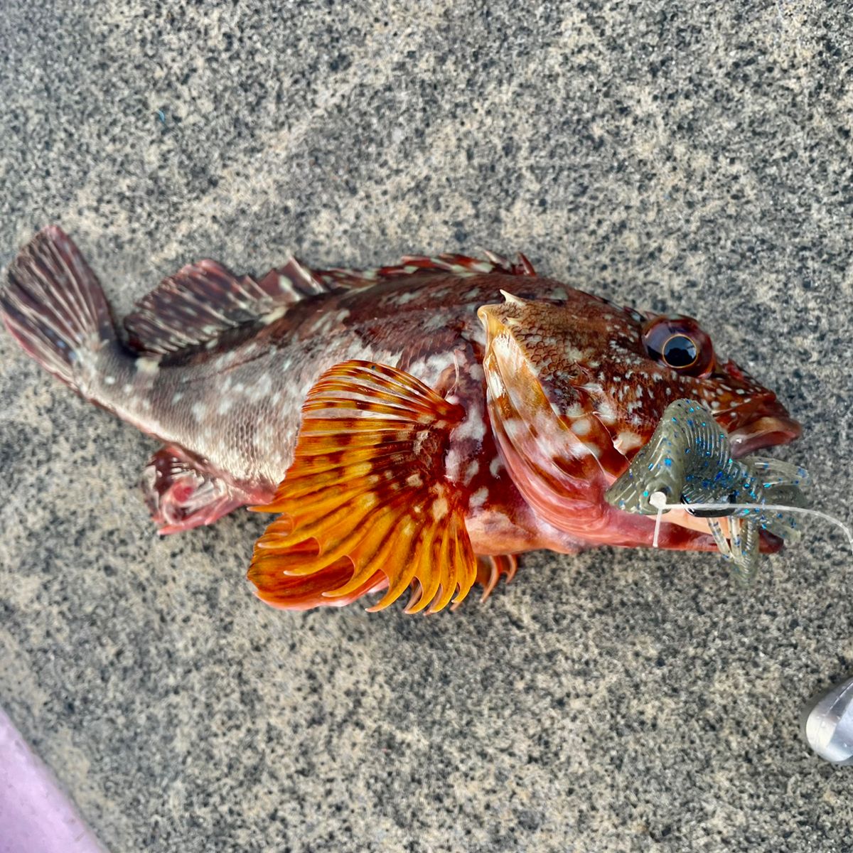 アッシー（H.ashihara）さんの釣果 1枚目の画像