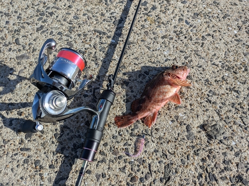 アラカブの釣果