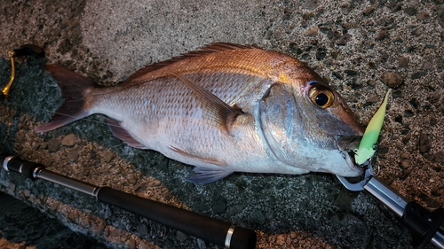 マダイの釣果