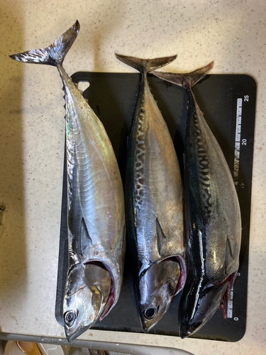 ソウダガツオの釣果