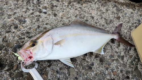 カンパチの釣果