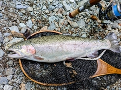 ニジマスの釣果