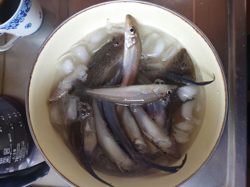 マゴチの釣果