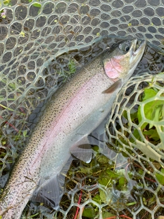 ニジマスの釣果