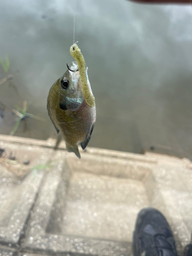 ブルーギルの釣果