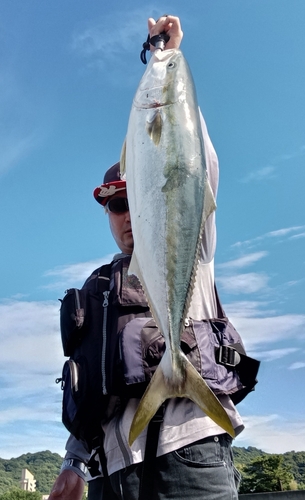 ブリの釣果