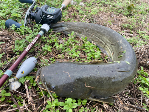 ナマズの釣果