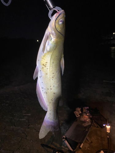 アメリカナマズの釣果