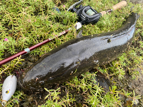 ライギョの釣果