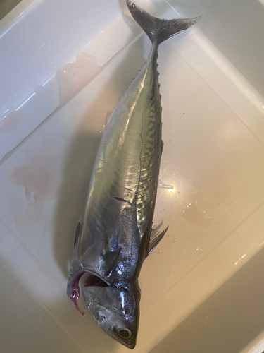 ヒラソウダの釣果