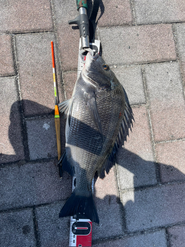 クロダイの釣果