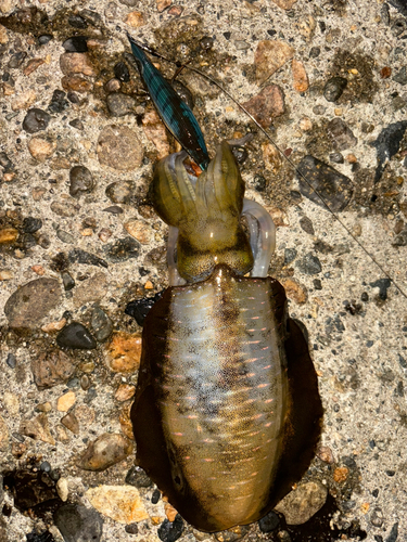 アオリイカの釣果