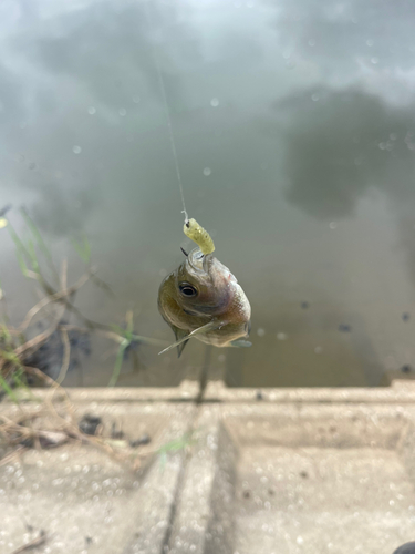 ブルーギルの釣果