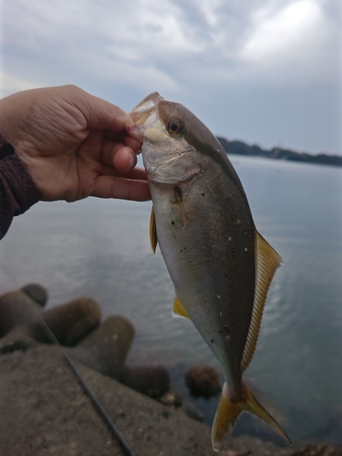 ショゴの釣果