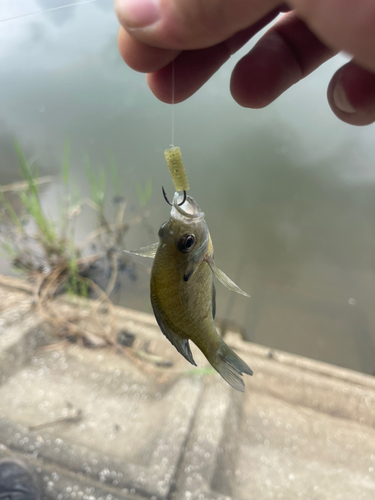 ブルーギルの釣果