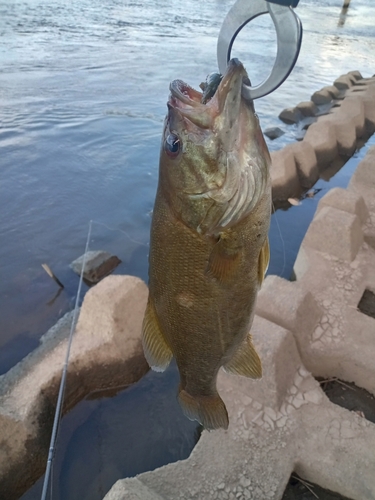 スモールマウスバスの釣果