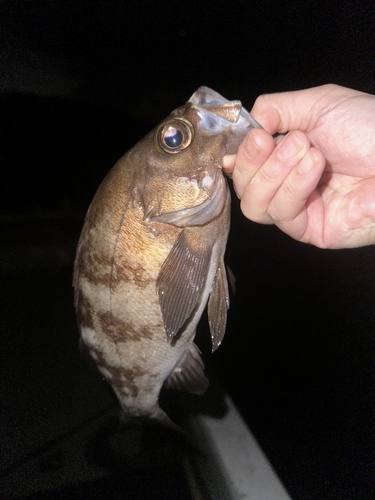 メバルの釣果