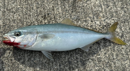 ワカシの釣果