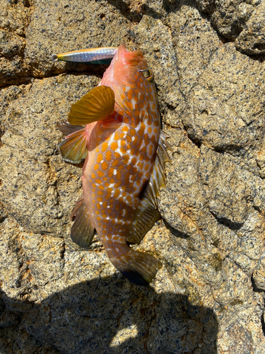 キジハタの釣果