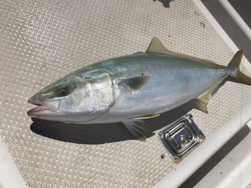 イナダの釣果