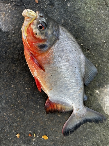 ピラニア・ナッテリーの釣果