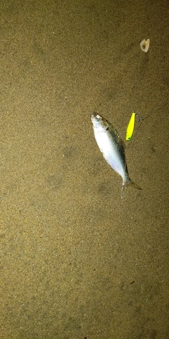 コノシロの釣果