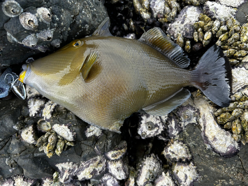 メガネハギの釣果