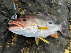 クロホシフエダイの釣果