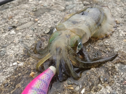 アオリイカの釣果