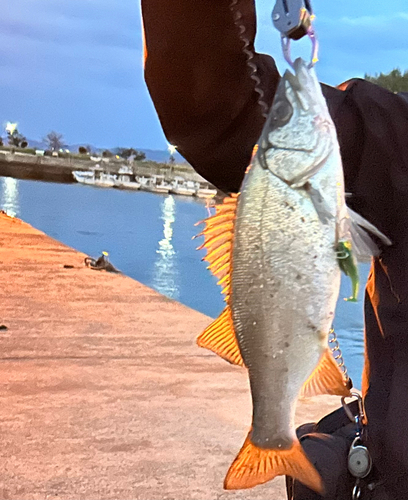 ヒラスズキの釣果