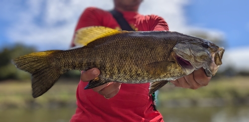 スモールマウスバスの釣果