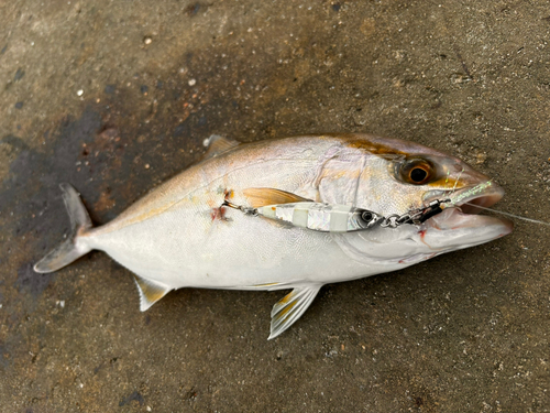 ショゴの釣果