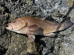 オオモンハタの釣果