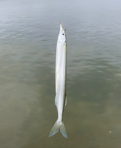 サヨリの釣果