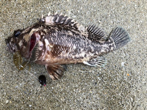 ムラソイの釣果