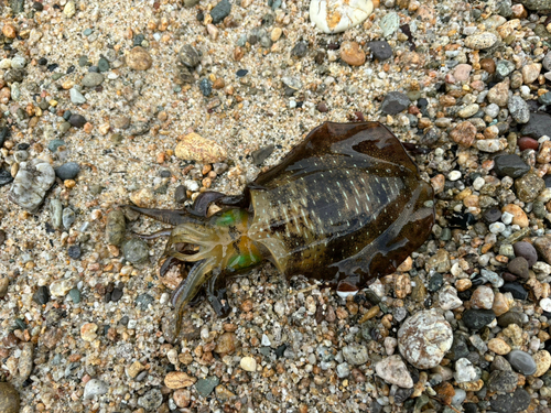 マゴチの釣果