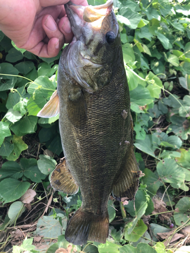 スモールマウスバスの釣果