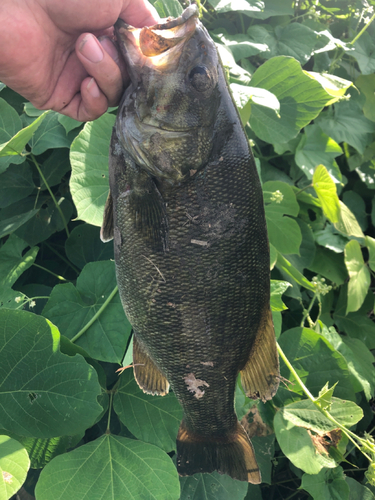 スモールマウスバスの釣果