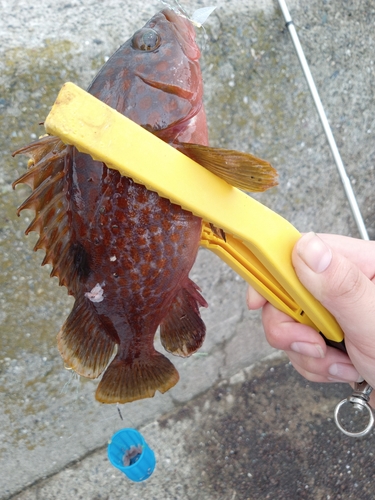 アコウの釣果