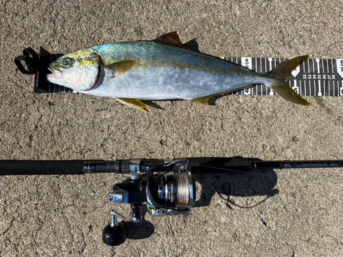 ヒラマサの釣果