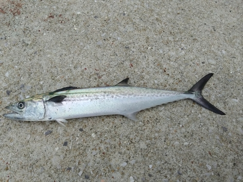 サゴシの釣果