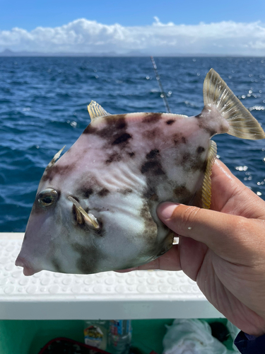 カワハギの釣果