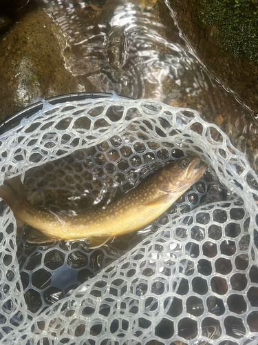 イワナの釣果