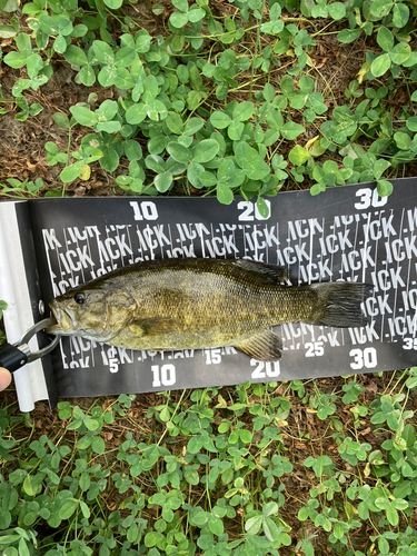 スモールマウスバスの釣果