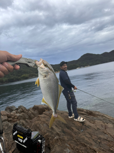 ショゴの釣果