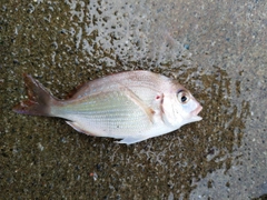 チャリコの釣果