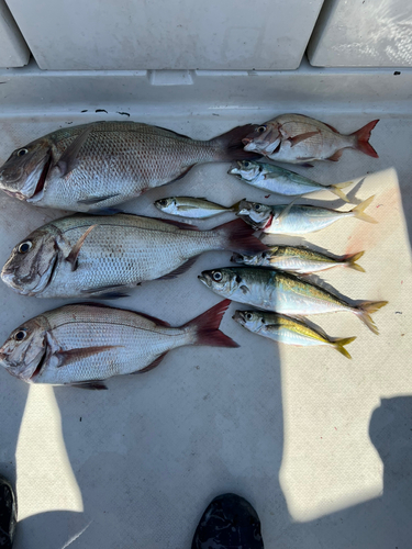 マダイの釣果