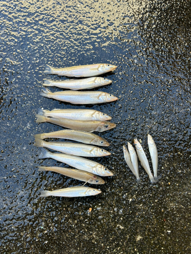 シロギスの釣果