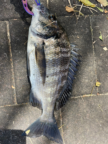 クロダイの釣果