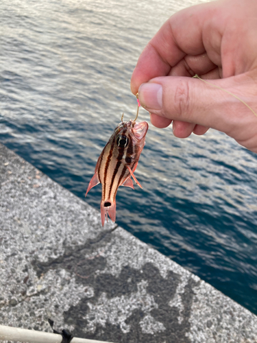 オオスジイシモチの釣果